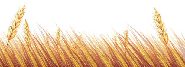 美丽的麦田或水稻在白色的背景，设计包装和广告矢量插图。图片下载