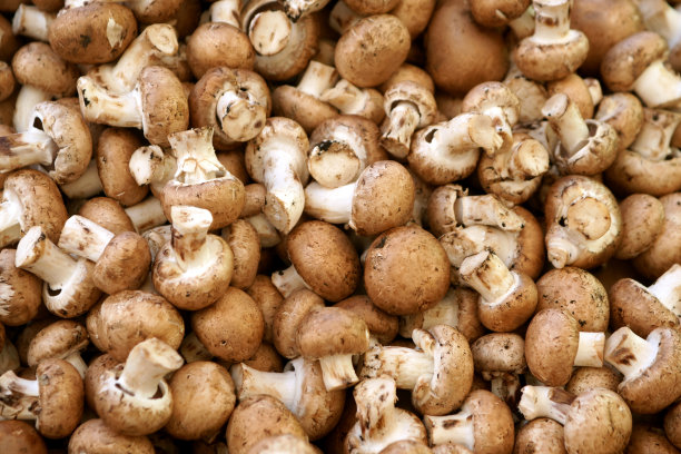 新鲜采摘的蘑菇图片下载