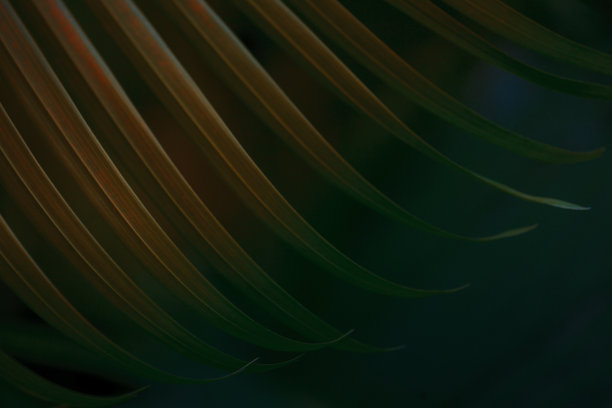 热带棕榈叶背景。图片下载