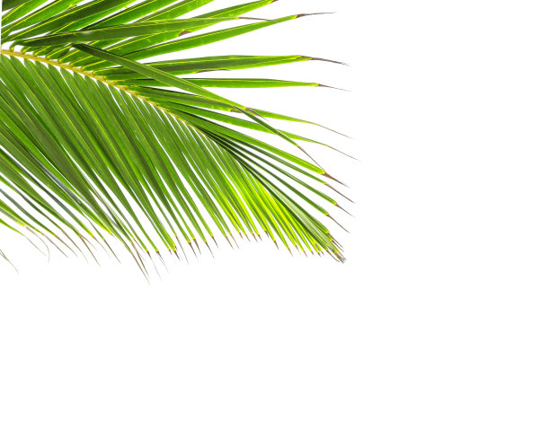 椰子树的绿叶图片下载