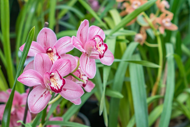 绿色背景上的一束粉红色的奇异兰花花图片下载