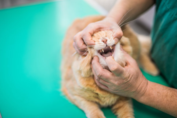 兽医检查小猫的牙齿。图片下载