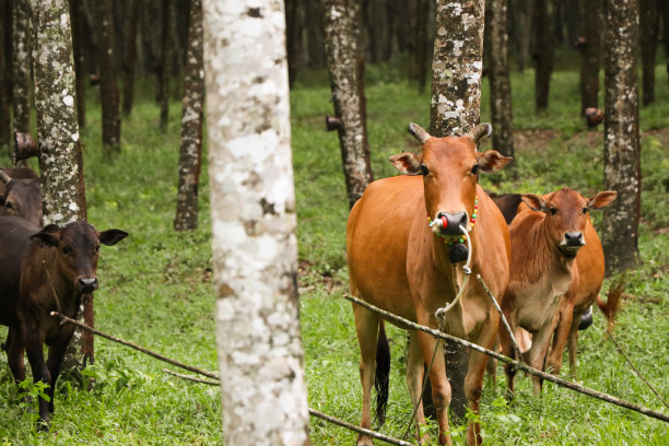 模糊照片，奶牛和水牛在森林里雨后群聚，吃草的牛仔图片下载