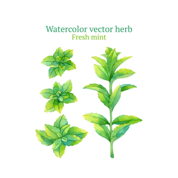 新鲜的薄荷图片下载