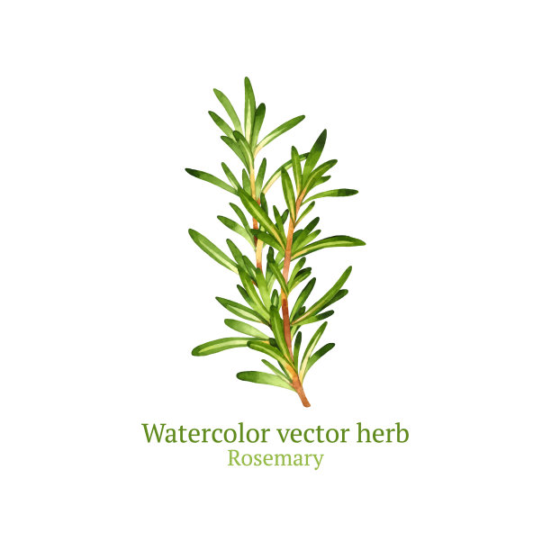 迷迭香图片下载