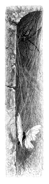 蝴蝶被蜘蛛网缠住了图片下载