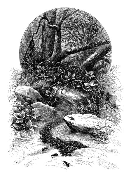 蚂蚁在森林中迁移图片下载