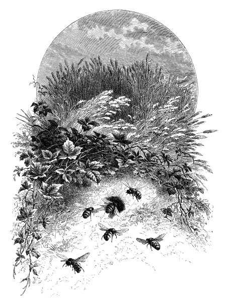 田野里的蜜蜂图片下载