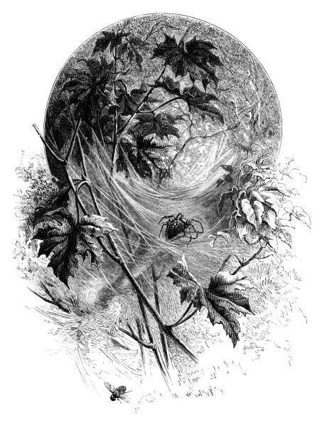 森林里的蜘蛛图片下载