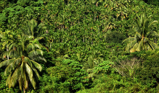 绿色的大自然图片下载