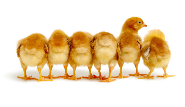 雏鸟被隔离在白色图片下载