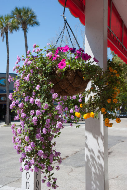 植物挂篮图片下载