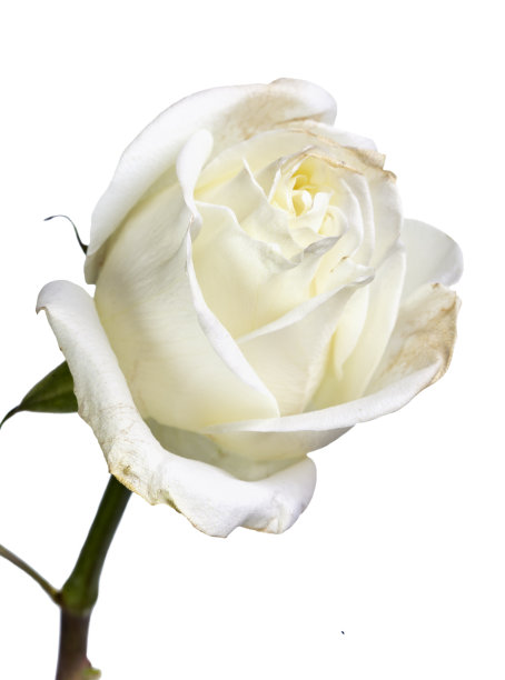 白色背景上的白色玫瑰图片下载