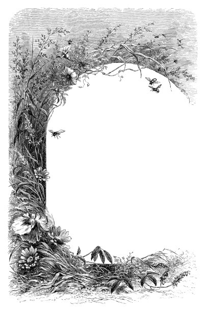 蜜蜂与花朵图片下载