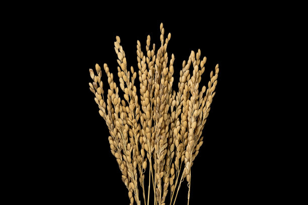 日本米粒素材图片