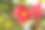 山茶花图片素材ID：314373438