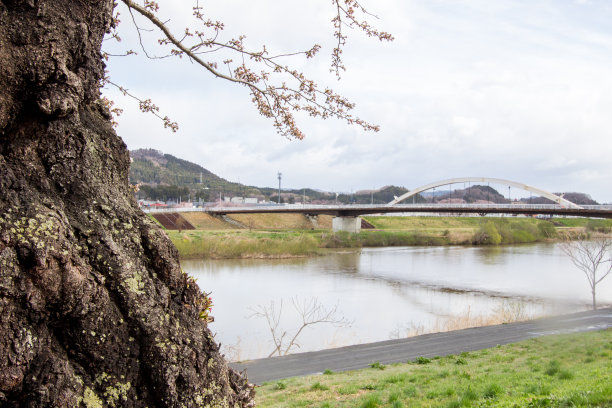日本东北部宫城县白石河上的一棵樱花树和人行天桥。这座桥是“Hitome Senbonzakura(一眼就能看到1000棵樱花树)”的滨水景点。图片下载