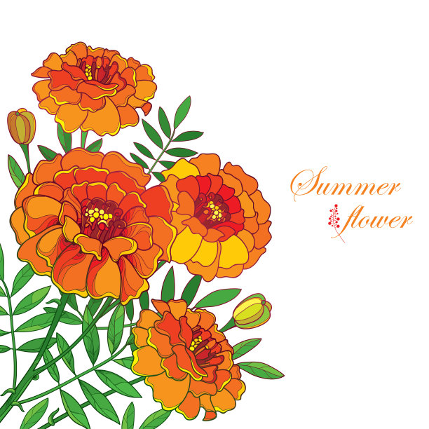 橙色万寿菊花蕾叶子角落装饰矢量素材图片下载