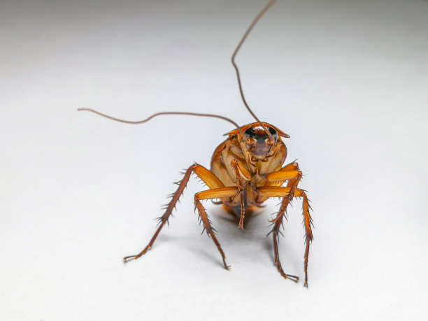 蟑螂，美洲蟑螂，昆虫，白色背景，棕色素材图片