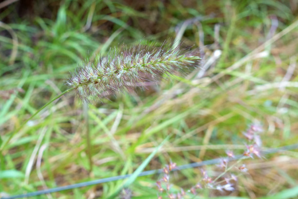 澳大利亚北领地内陆的一种禾本科种子图片下载