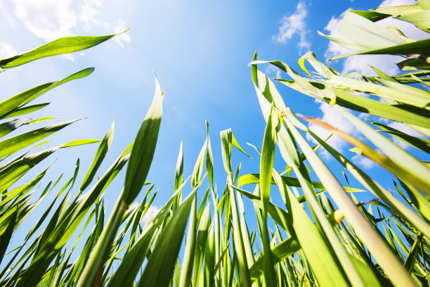 下面的照片是绿色的麦穗，映衬着湛蓝的天空和明亮的夏日阳光。图片下载