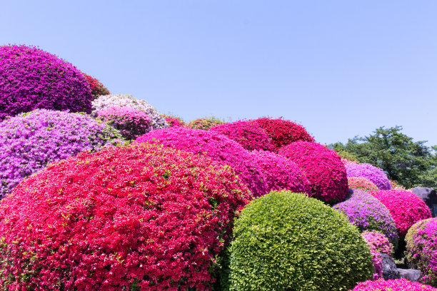 盛开的杜鹃花园图片下载