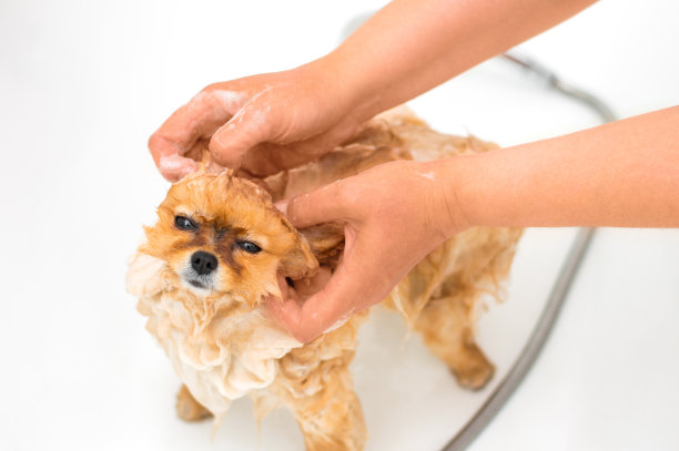 照顾宠物狗素材图片