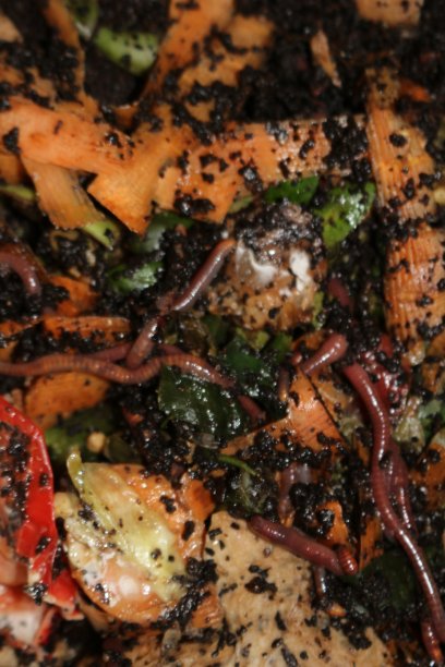 蚯蚓堆肥是一种小型家庭将食物垃圾堆肥并生产有机肥料的方法。这张照片描绘的是蠕虫在吃食物垃圾图片下载