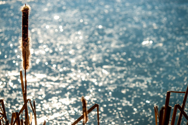 池塘边盛开的香蒲素材图片