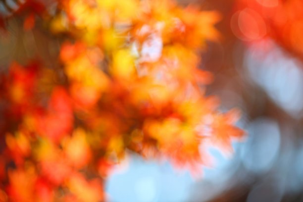 秋分节气照片素材ID：314400138