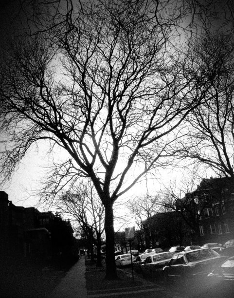 夕阳下的枯树图片下载