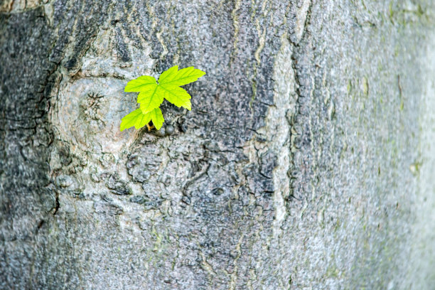 树桩上生长的幼苗图片下载
