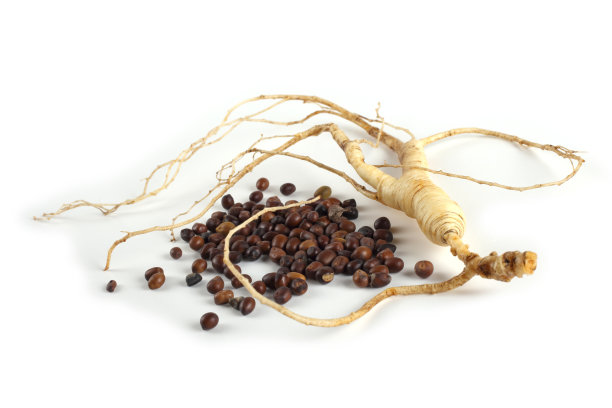 人参根及种子图片下载