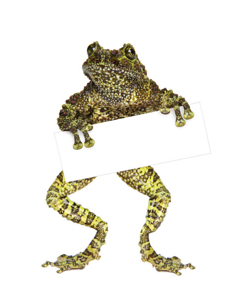 一张空白名片的青蛙图片下载