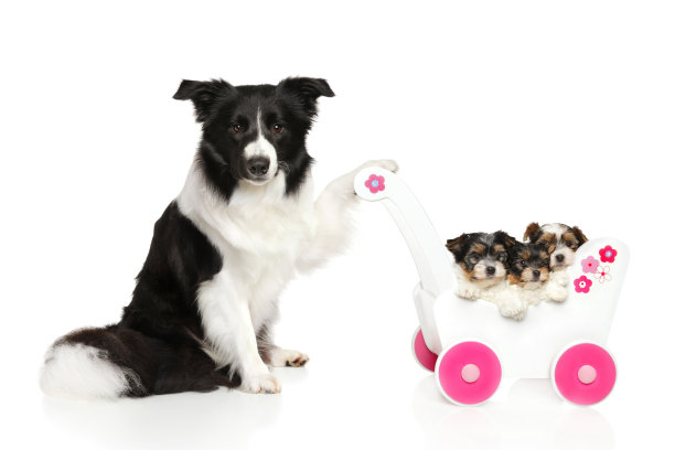 博德牧羊犬养有小狗的婴儿车图片下载