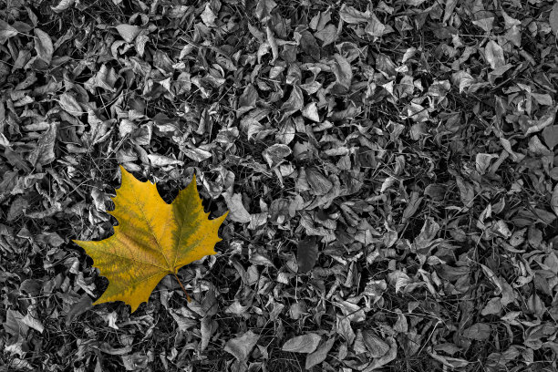 彩色叶子在黑色和白色的背景图片下载