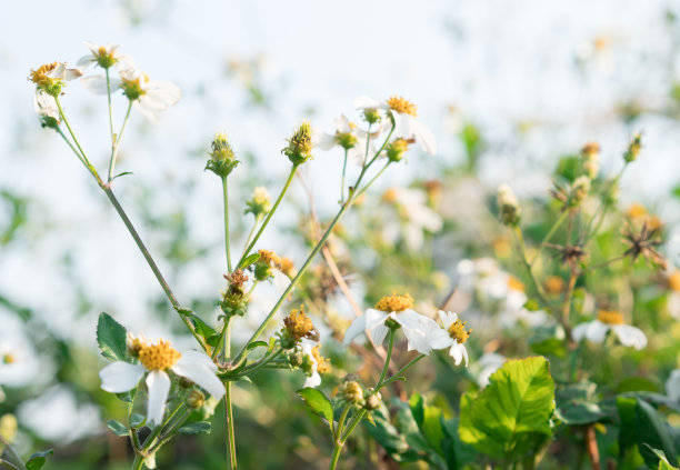 白色菊花野花素材图片