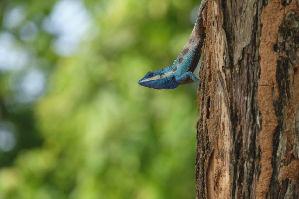 蓝蜥蜴上的一棵树在花园的散景绿色的背景下图片下载