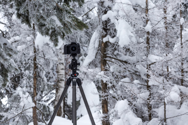 森林里三脚架上的照相机图片下载