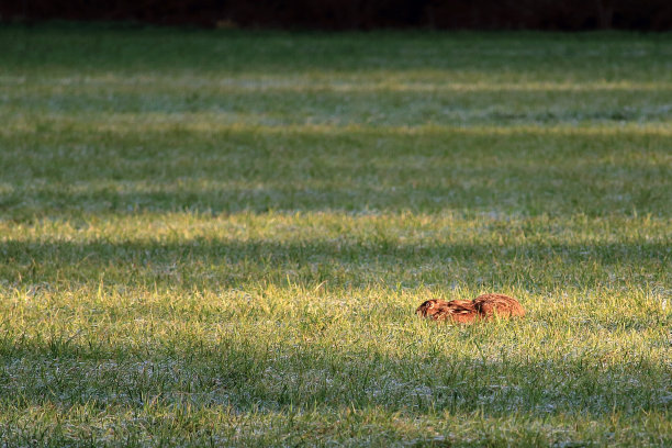 费尔德哈斯图片下载