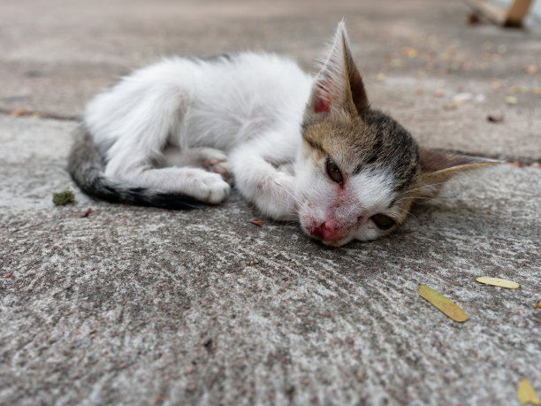 白色和棕色的流浪猫或猫，睁着眼睛，鼻子上有疤痕，背景为水泥图片下载