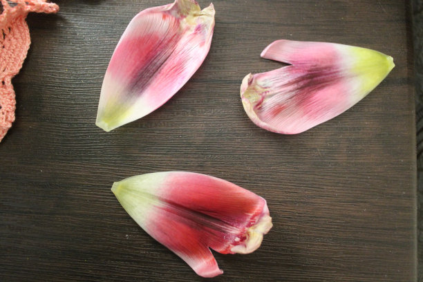 郁金香图片下载