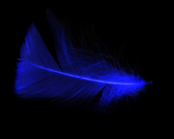黑色背景上的蓝色羽毛图片下载