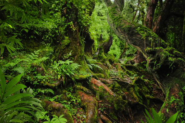 尼泊尔丛林图片下载