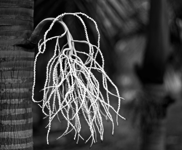 棕榈花图片下载