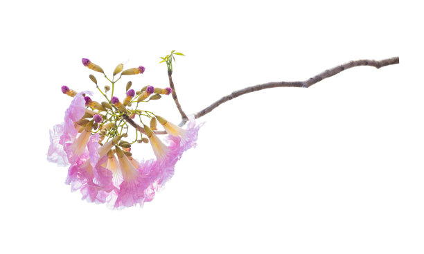 粉红色的玫瑰花盛开在春天。粉红色的花孤立在白色的背景上。图片下载