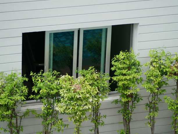 窗户在房间和树图片下载