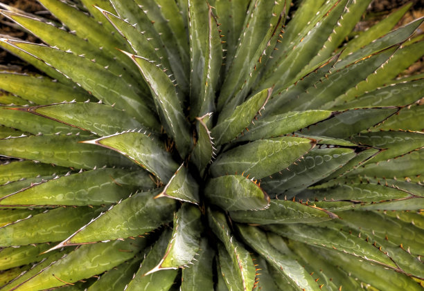 露出牙齿的龙舌兰图片下载