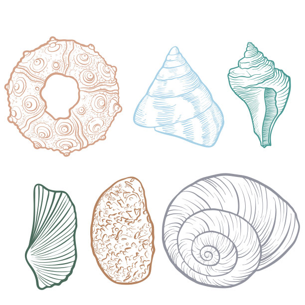 手绘矢量贝壳图片下载