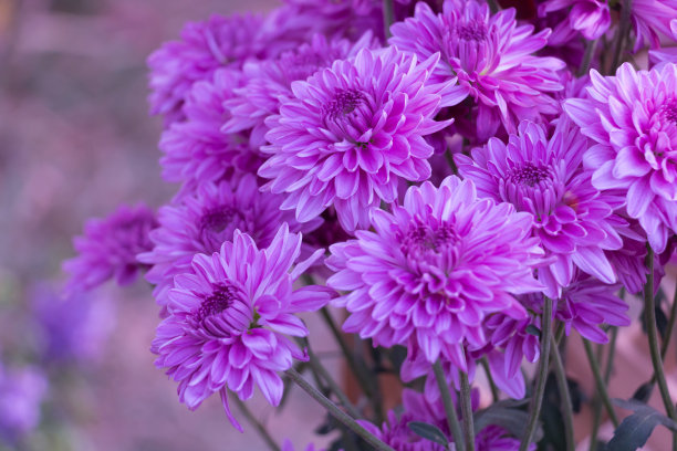 粉紫色菊花背景。图片下载